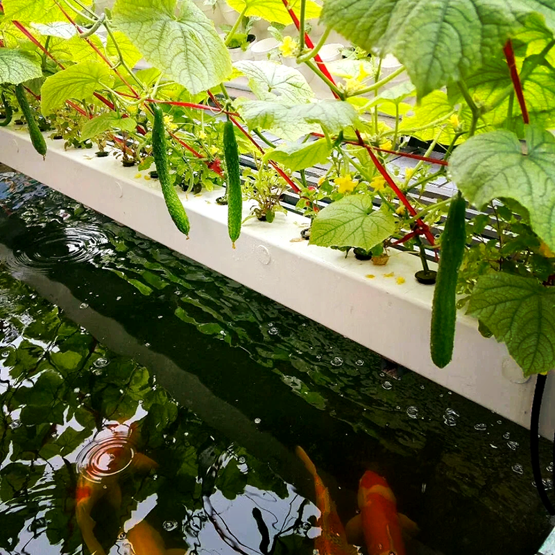 金华市水培设备鱼菜共生 - 排名