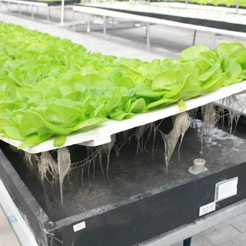 金华市水培设备植物工厂 - 排名